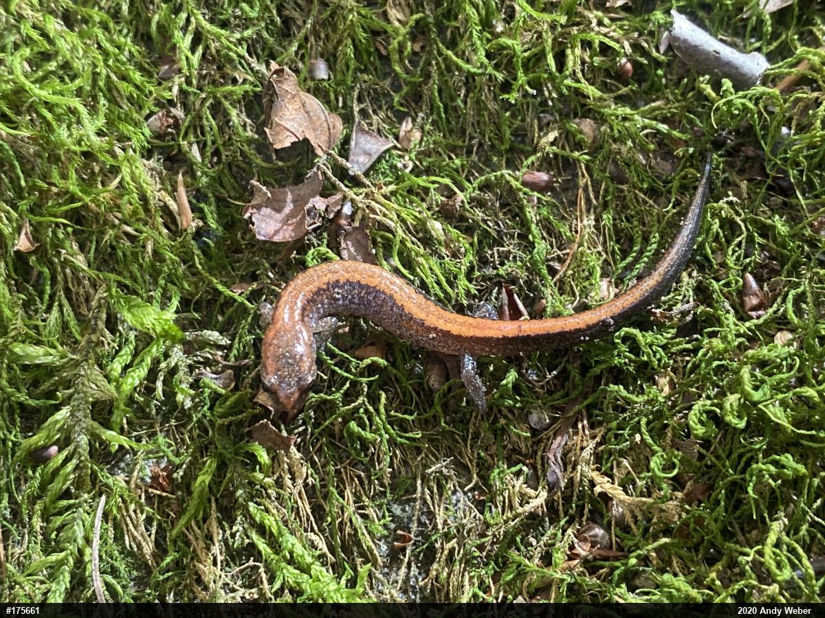 Eastern Red-backed  Salamander