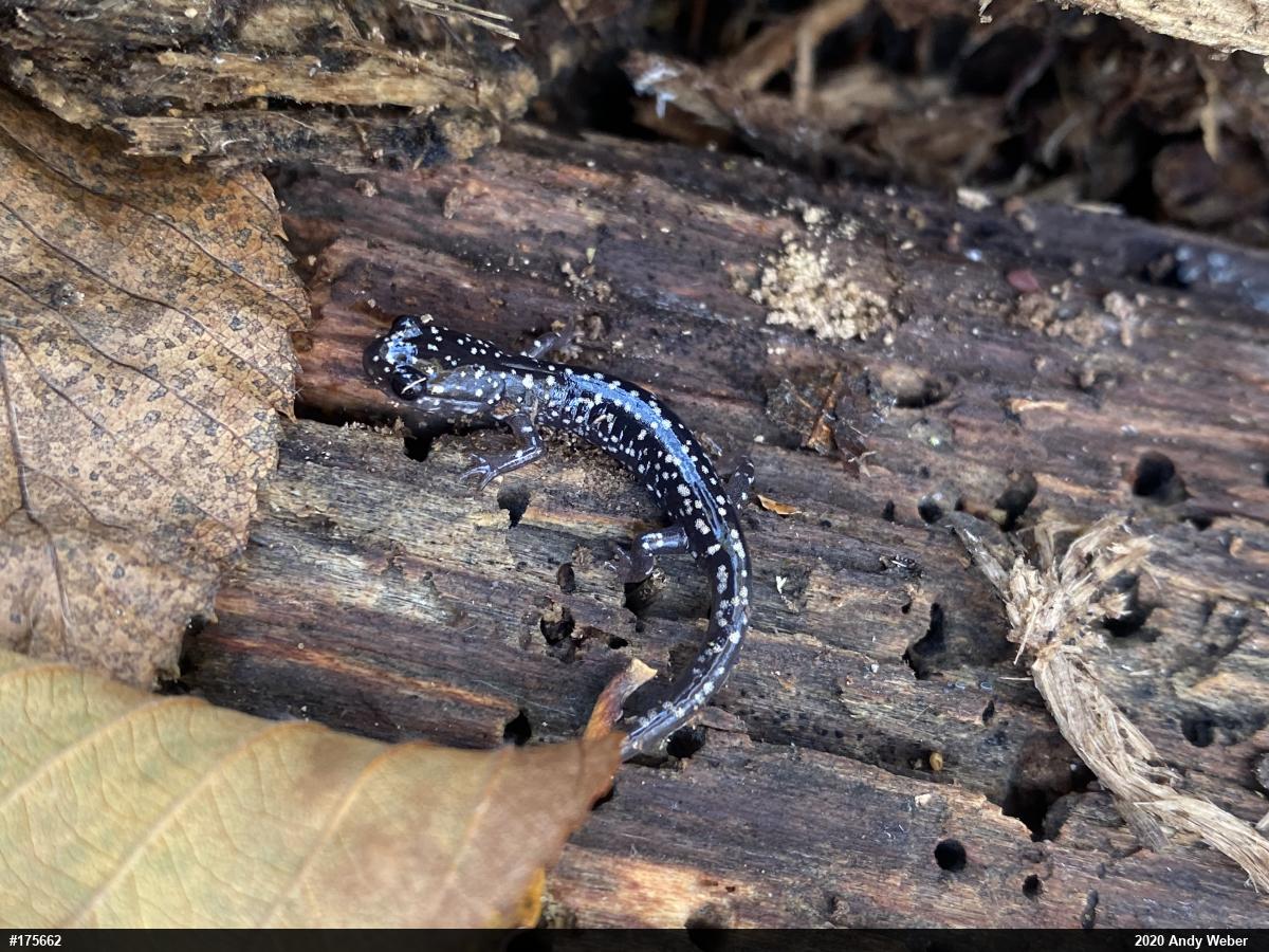Northern Slimy Salamander