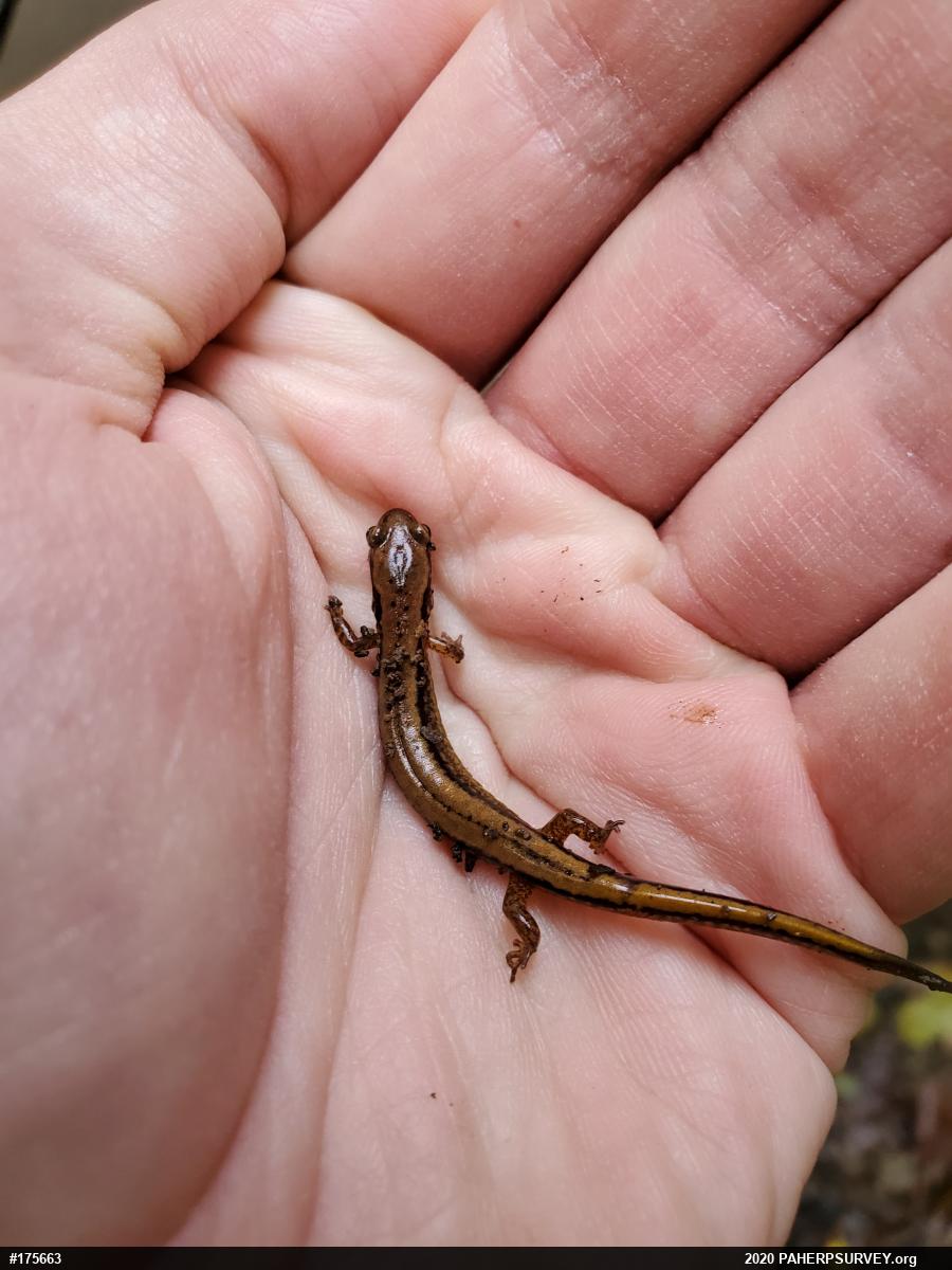 Northern Two-lined Salamander