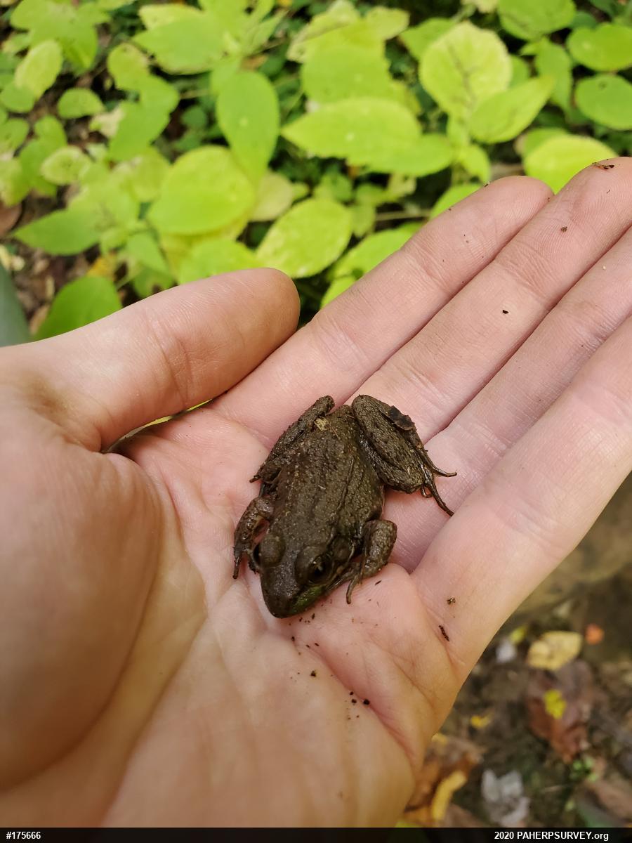 Green Frog