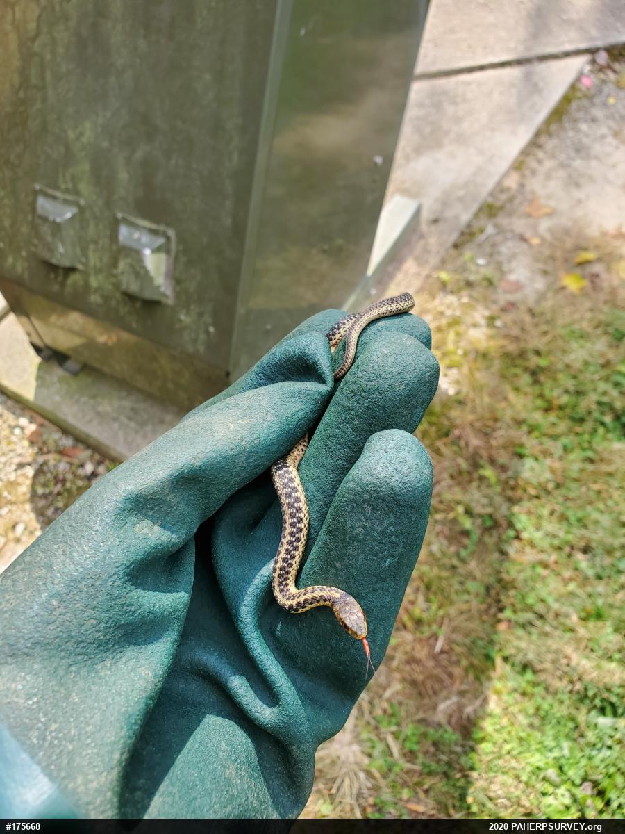 Eastern Gartersnake