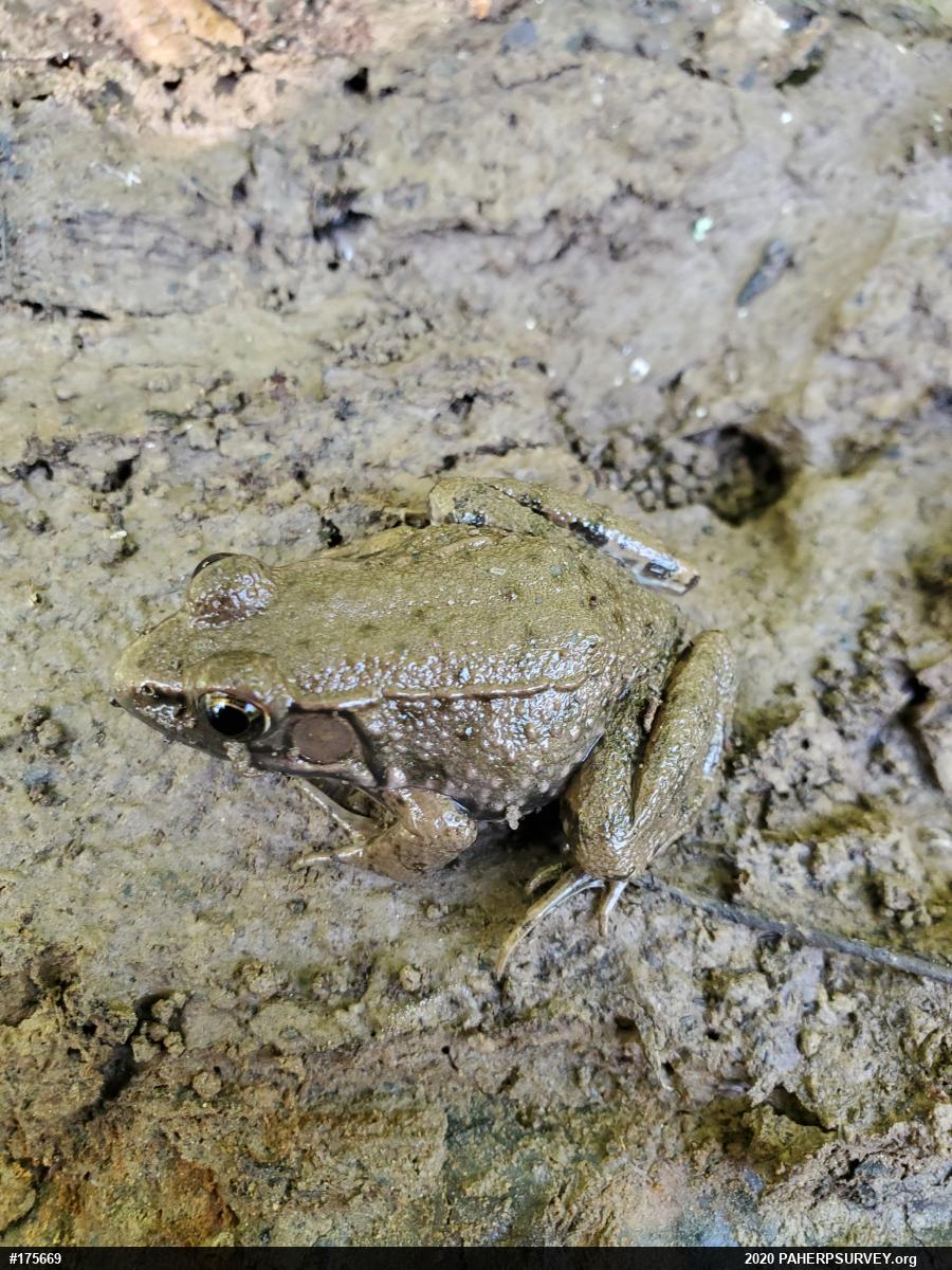 Green Frog