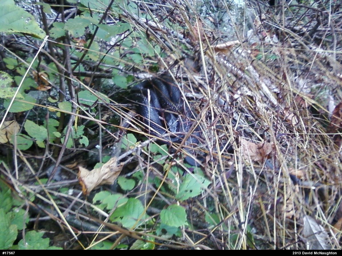 Eastern Ratsnake