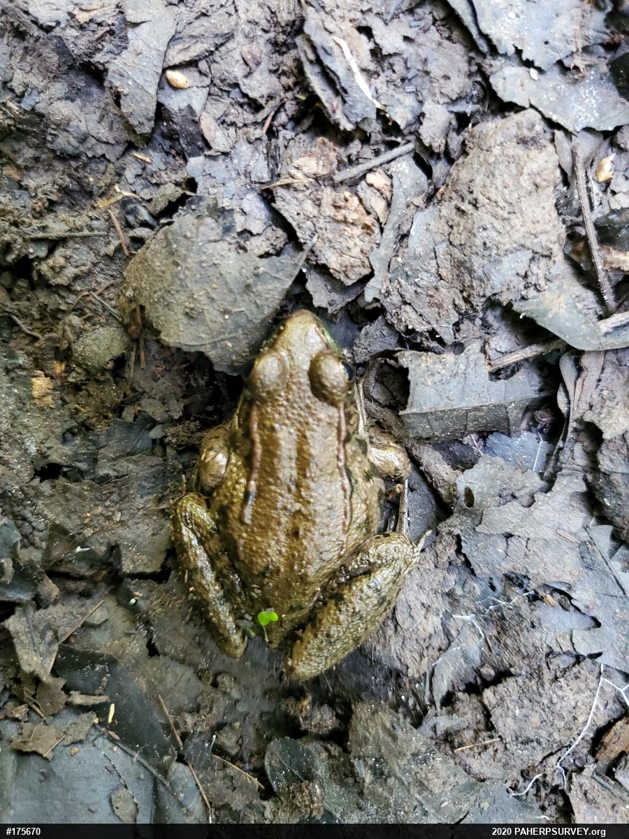 Green Frog