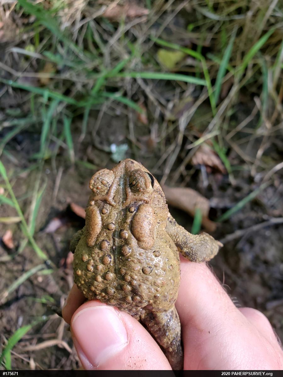 Eastern American Toad