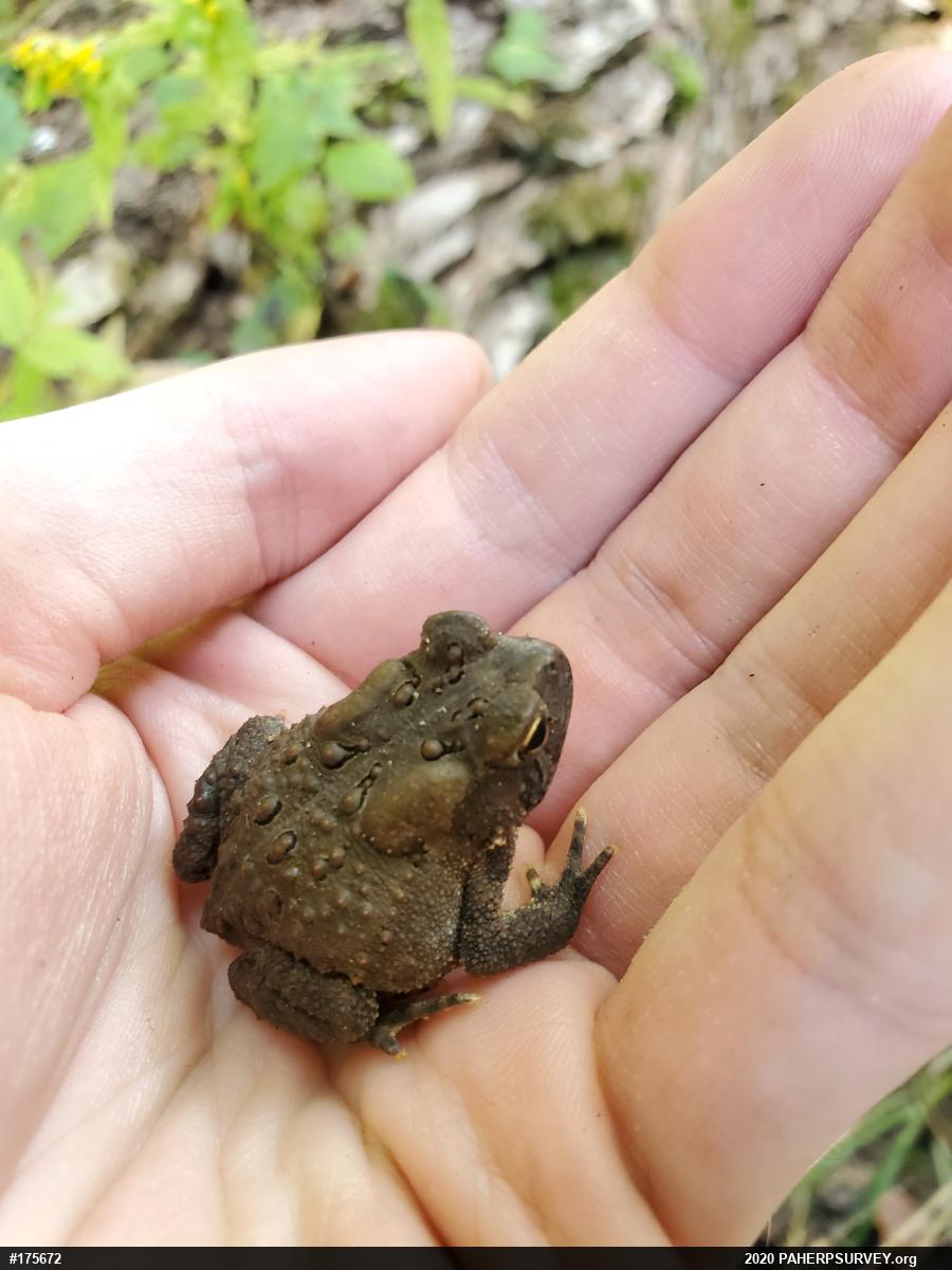 Eastern American Toad