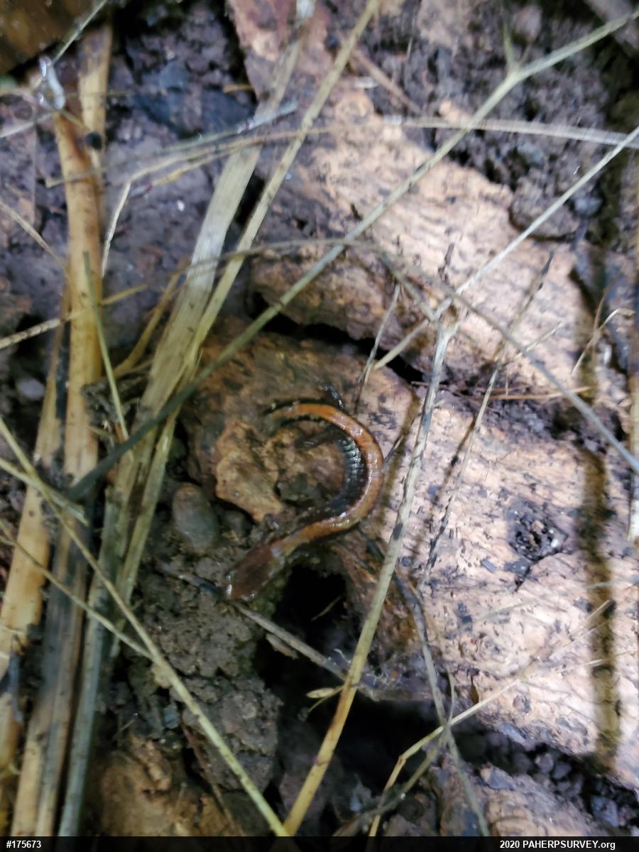 Eastern Red-backed  Salamander