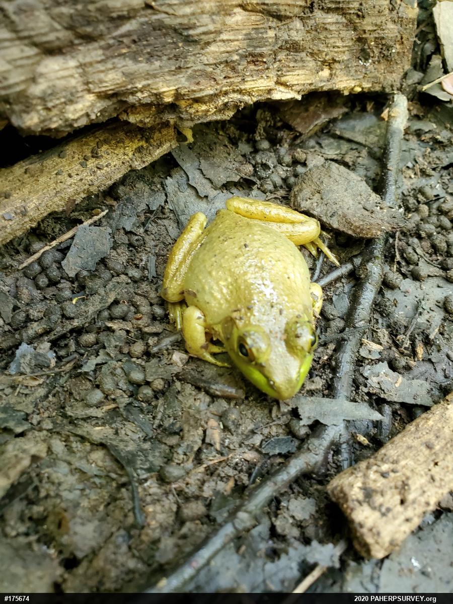 American Bullfrog