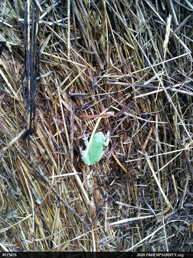 Unknown Gray Treefrog