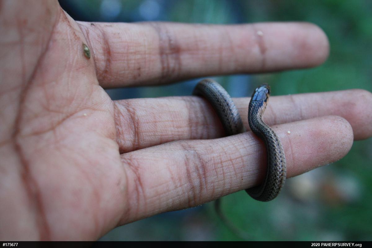 Shorthead Gartersnake