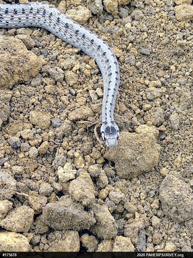 Dekay's Brownsnake