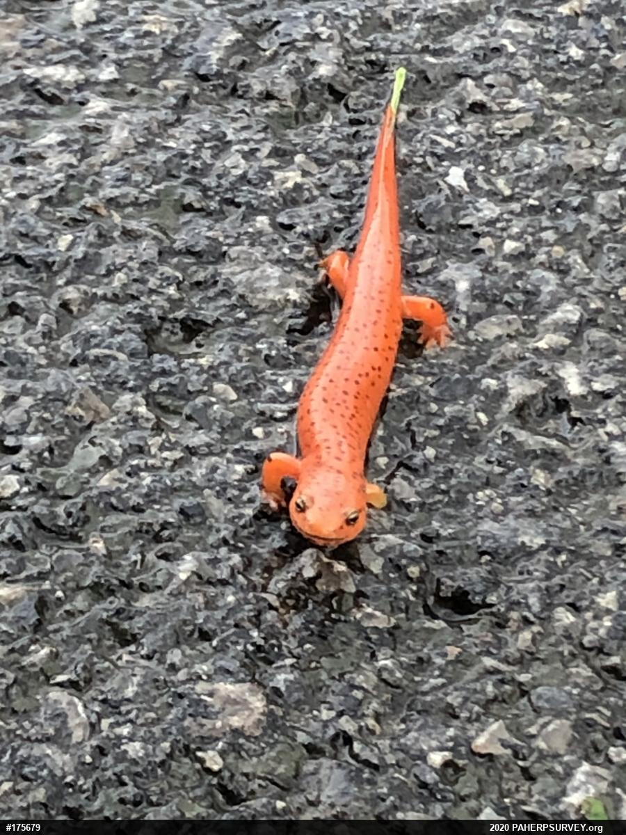 Northern Red Salamander