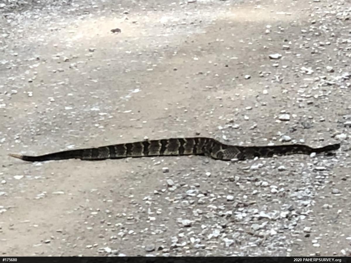 Timber Rattlesnake