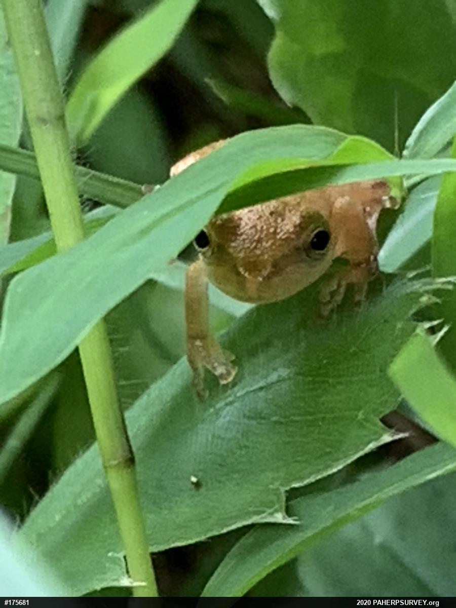 Spring Peeper