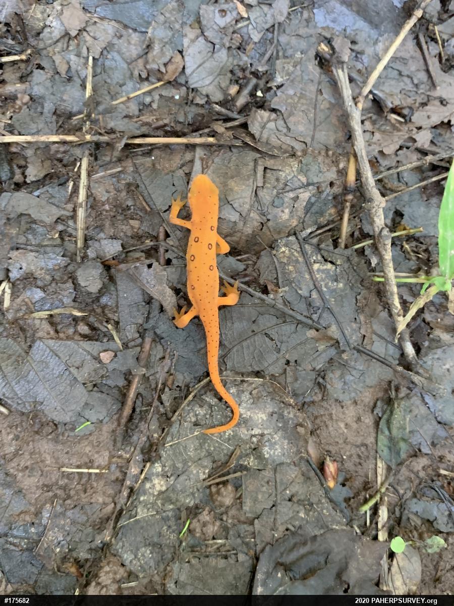 Red-spotted Newt