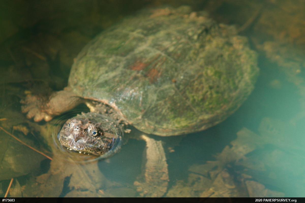 Snapping Turtle