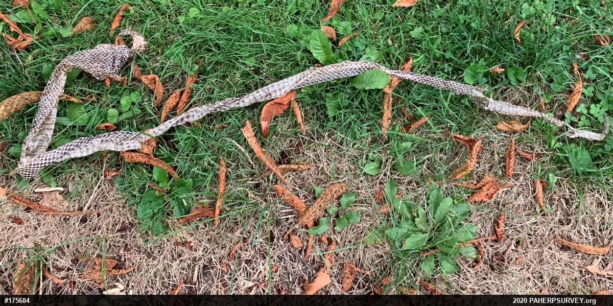 Eastern Ratsnake