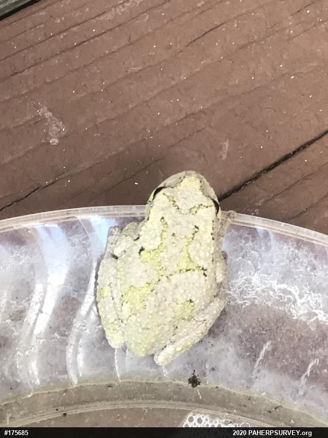 Unknown Gray Treefrog