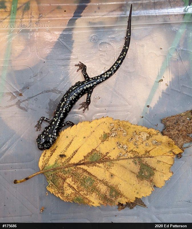 Northern Slimy Salamander