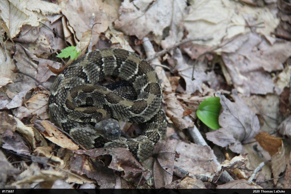 Timber Rattlesnake