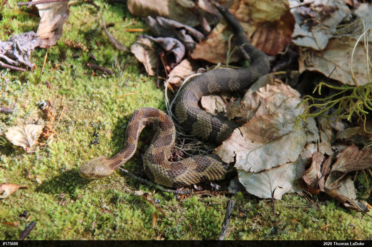 Timber Rattlesnake