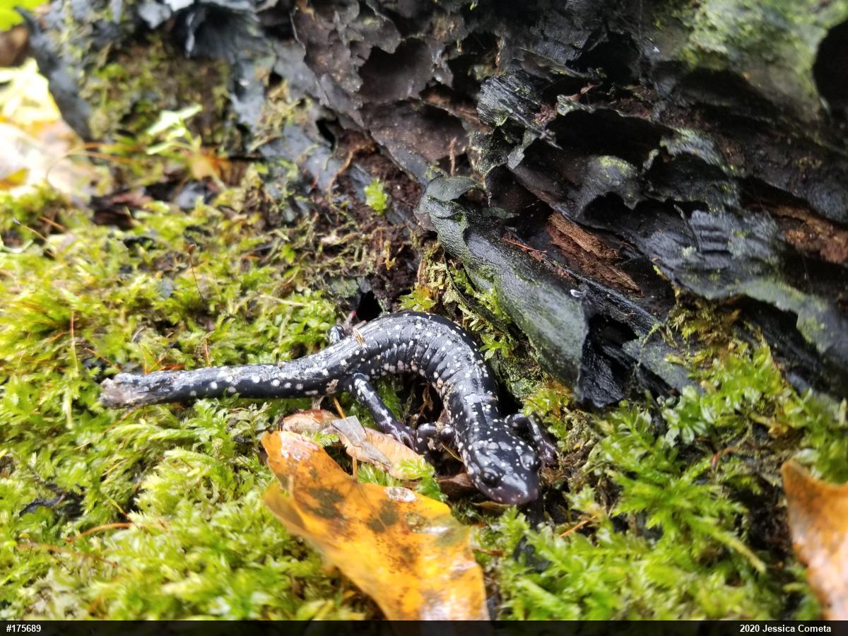 Northern Slimy Salamander