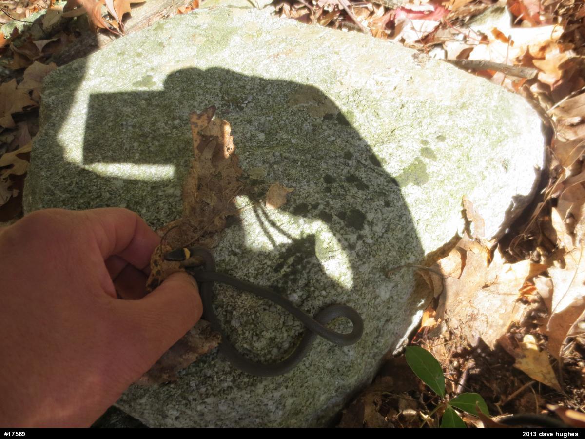 Northern Ring-necked Snake