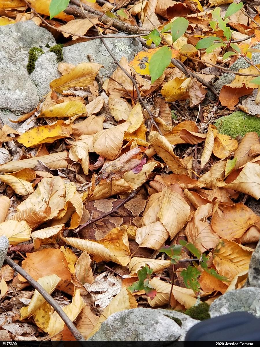 Northern Copperhead