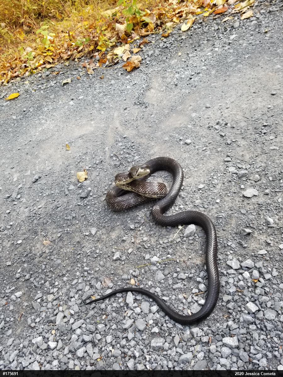 Eastern Ratsnake