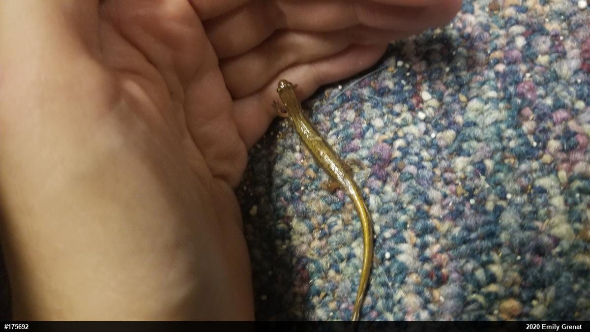 Northern Two-lined Salamander