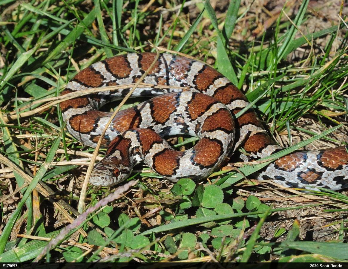 Eastern Milksnake