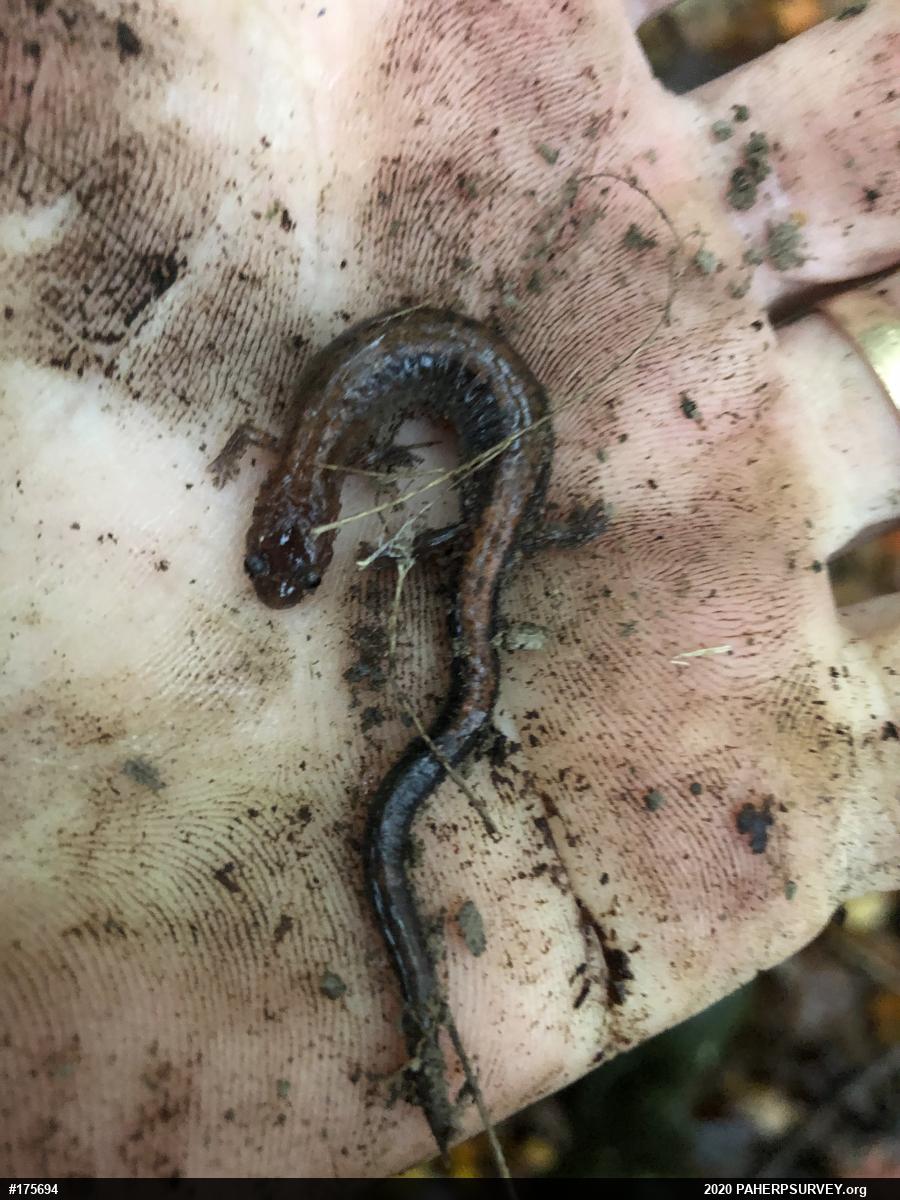 Eastern Red-backed  Salamander