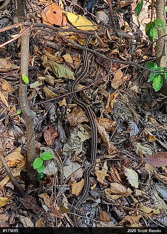 Eastern Gartersnake