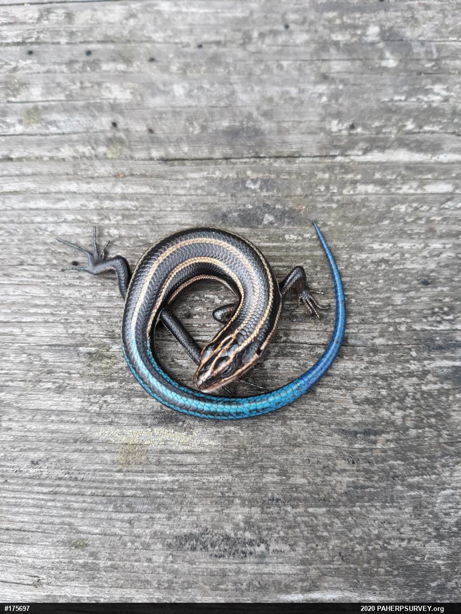 Common Five-lined Skink