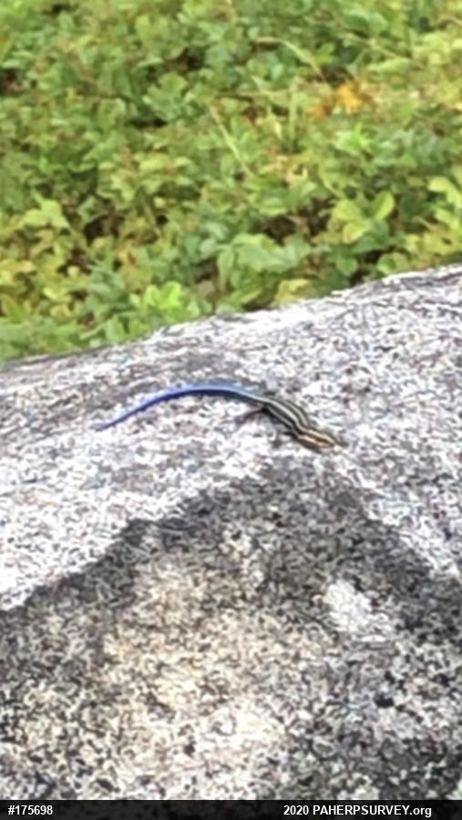Common Five-lined Skink