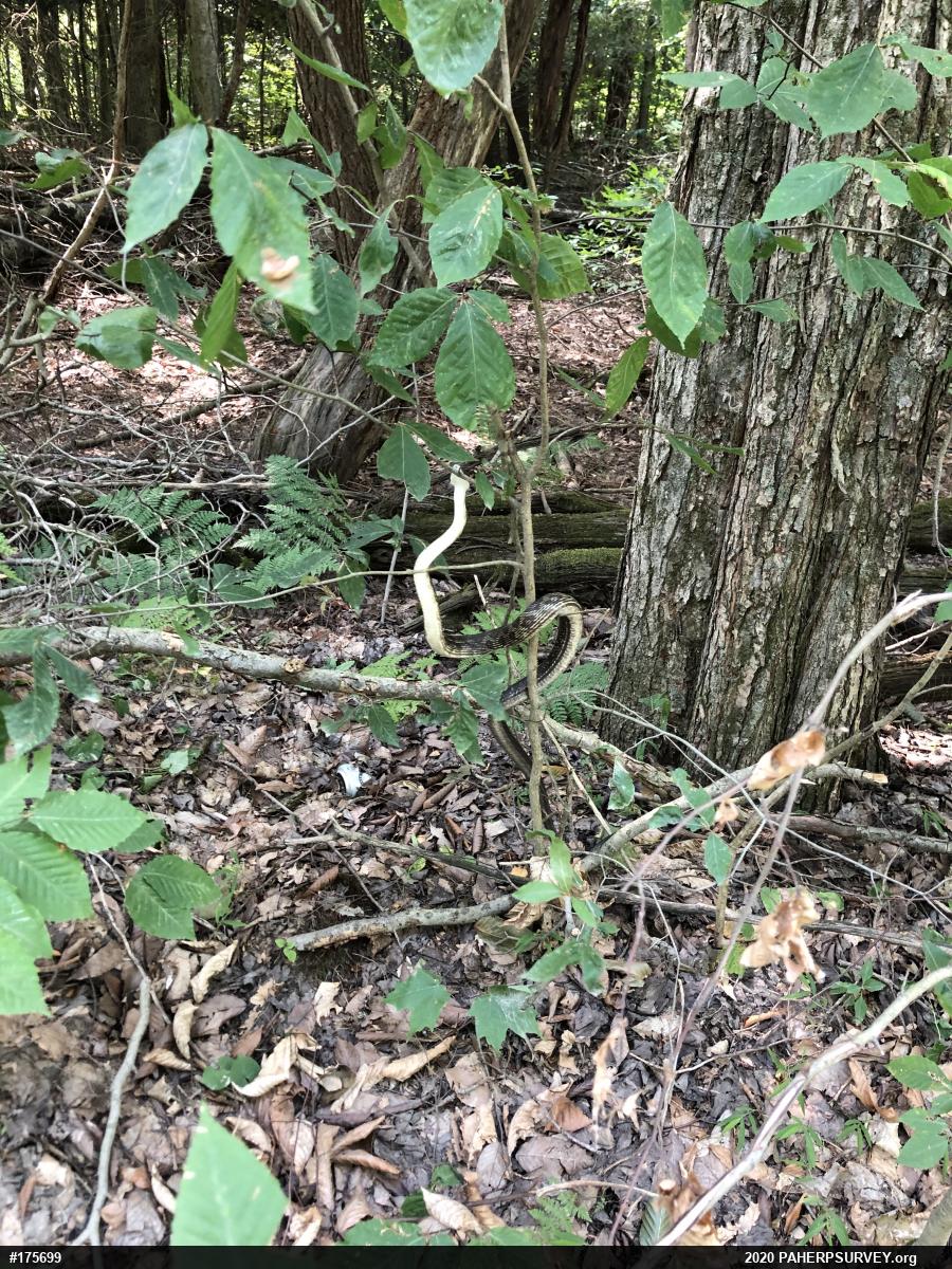 Eastern Ratsnake