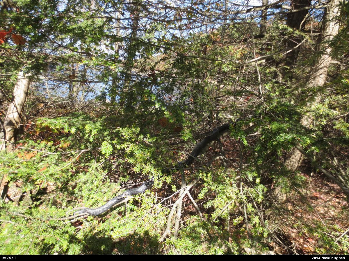 Eastern Ratsnake