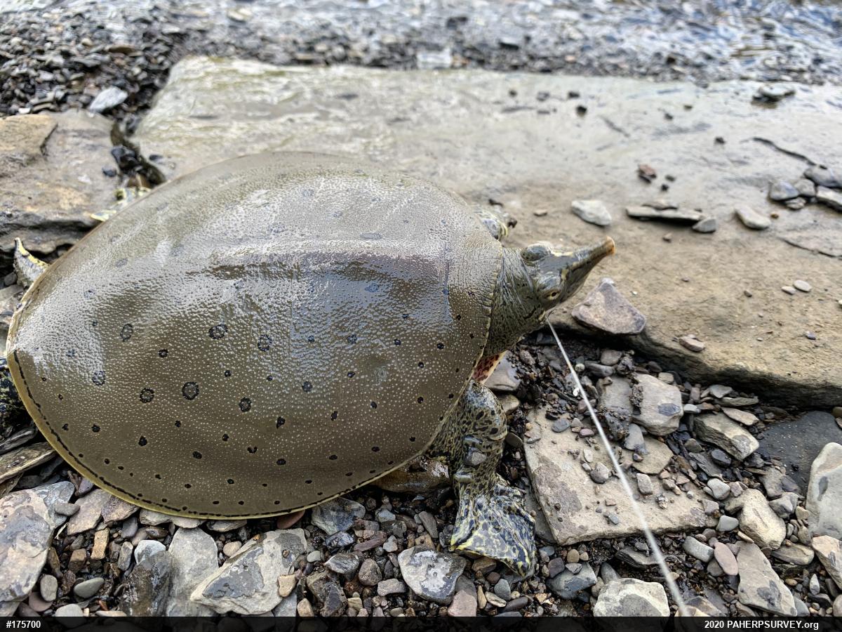 Eastern Spiny Softshell