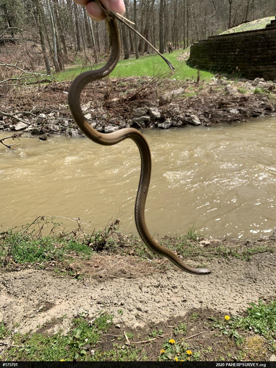 Queensnake