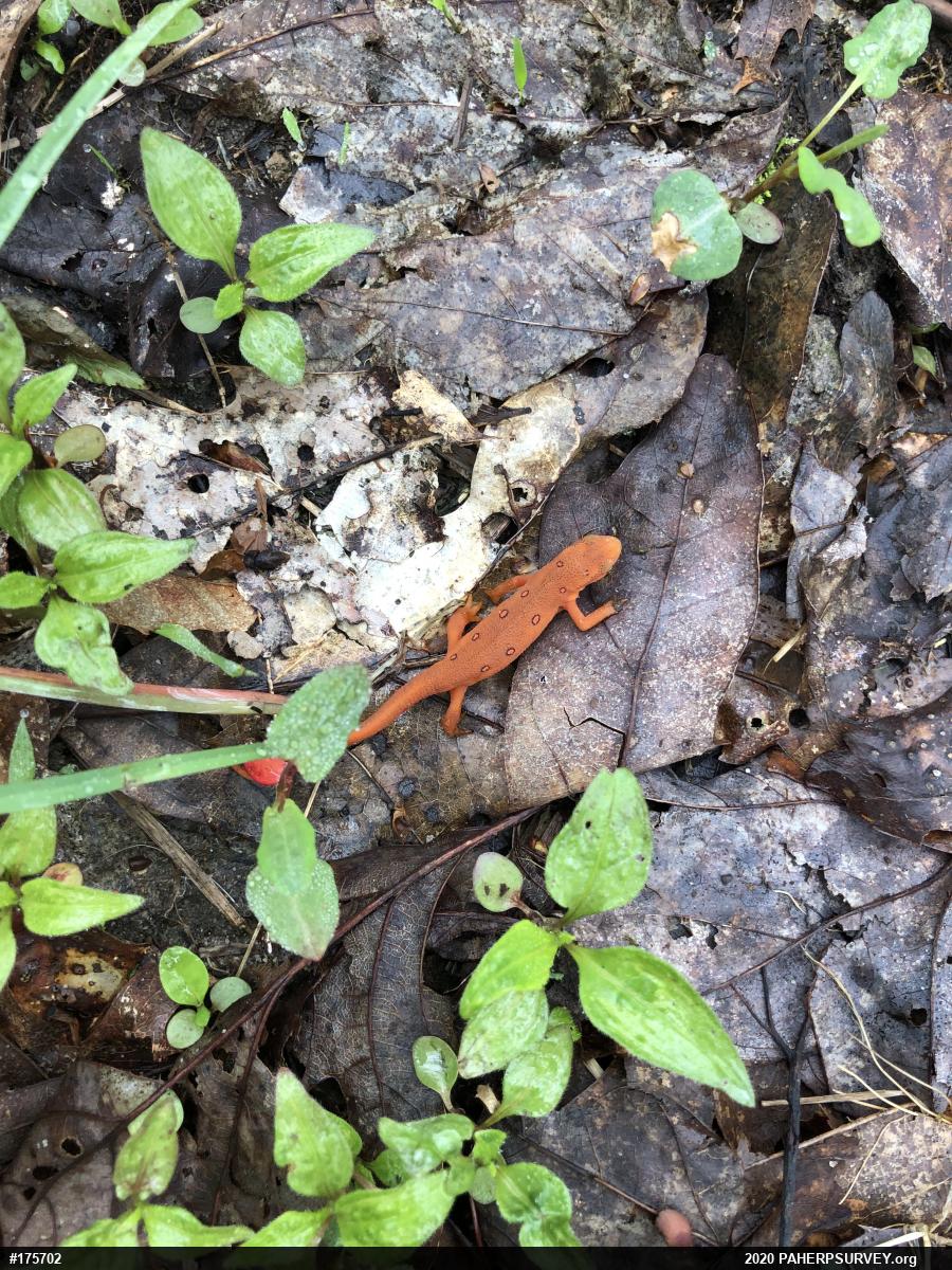 Red-spotted Newt