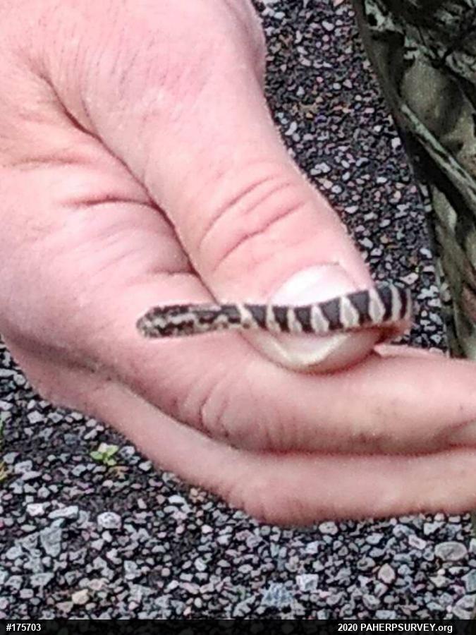 Northern Watersnake