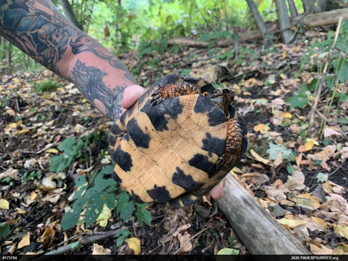 Wood Turtle
