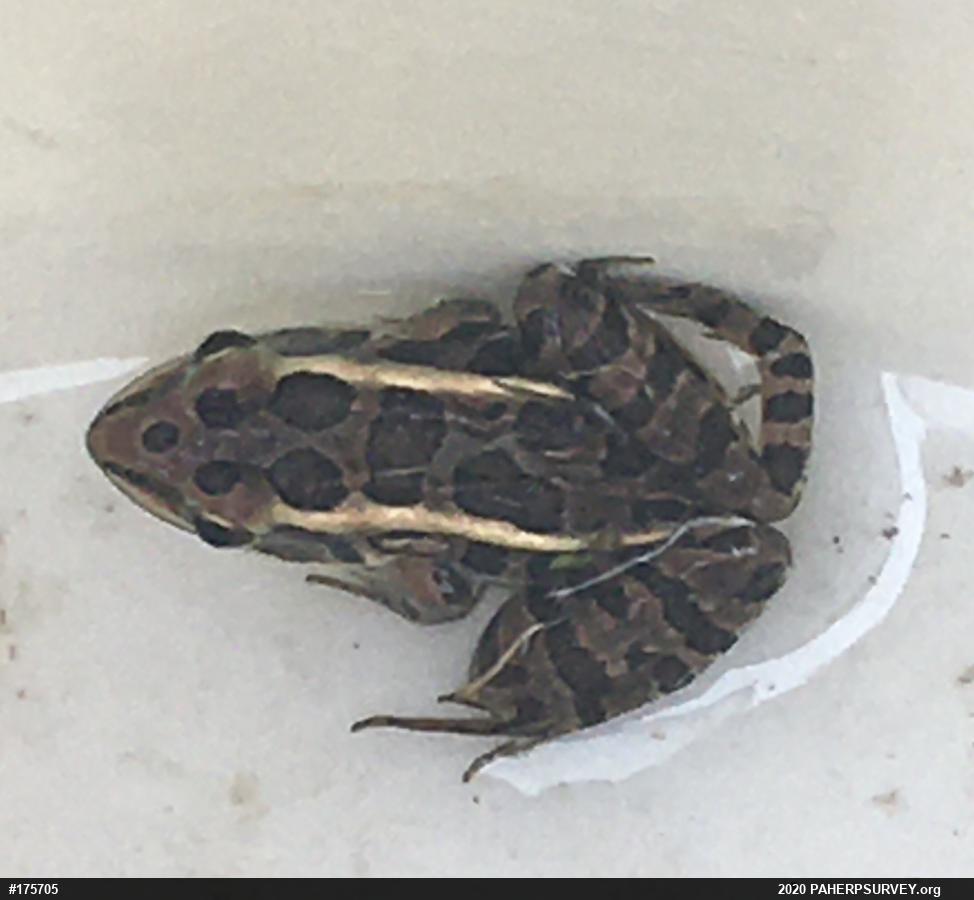Pickerel Frog