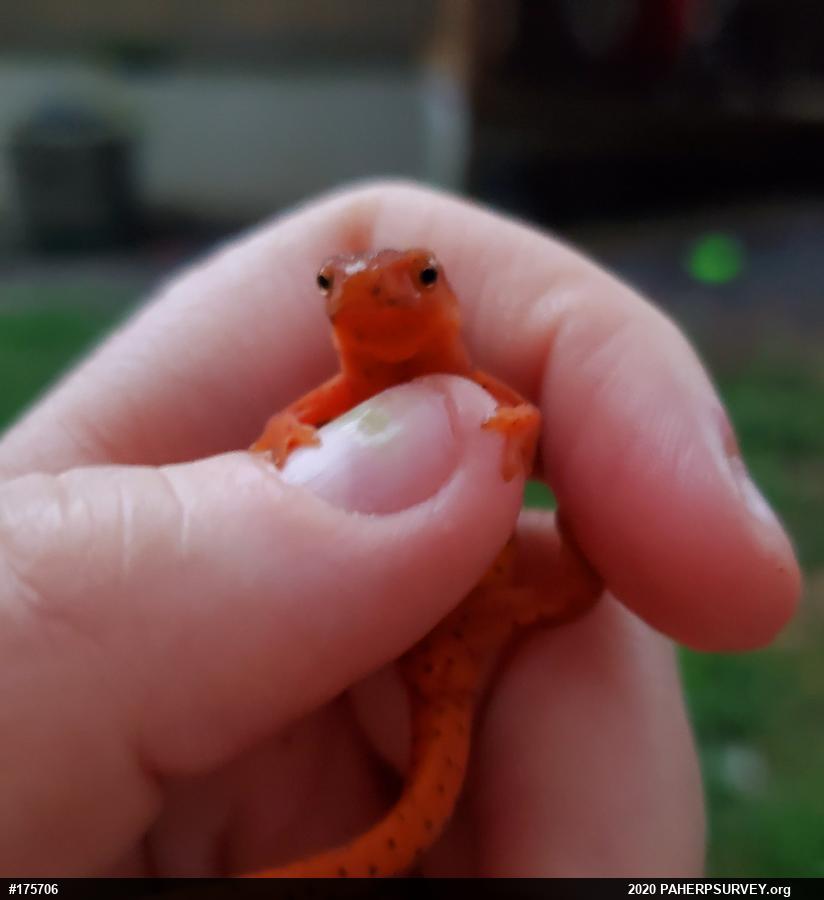 Red-spotted Newt