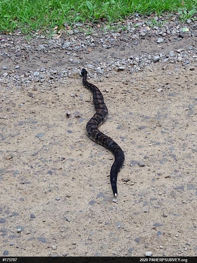 Timber Rattlesnake