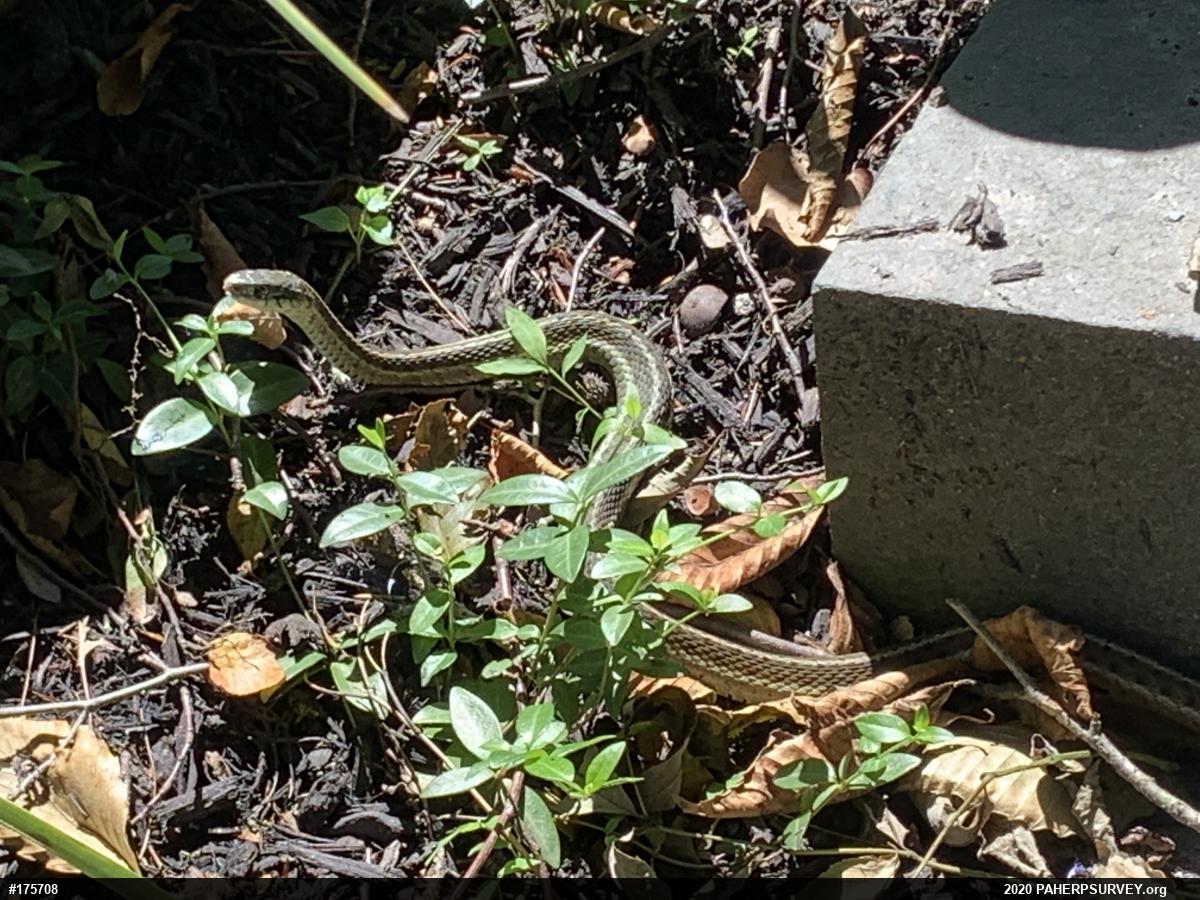 Eastern Gartersnake