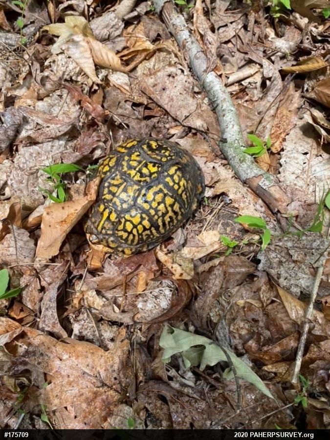 Eastern Box Turtle