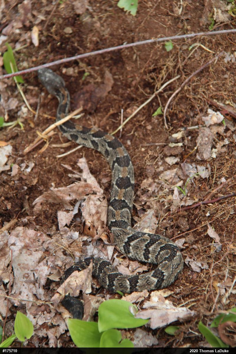 Timber Rattlesnake