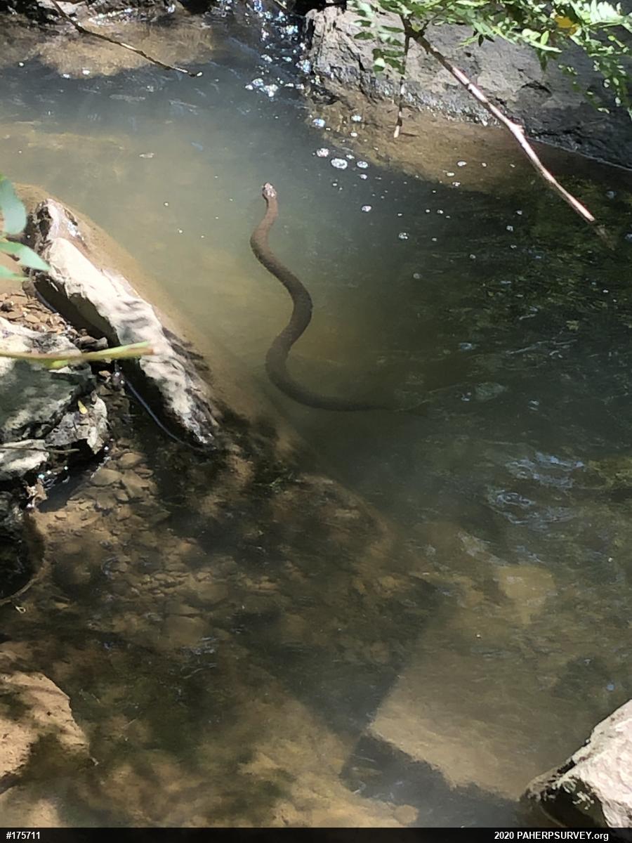 Northern Watersnake