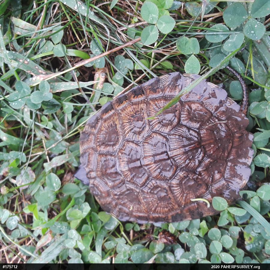 Wood Turtle